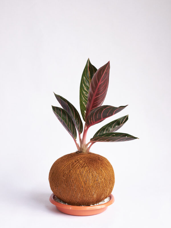 Aglaomema Arco iris