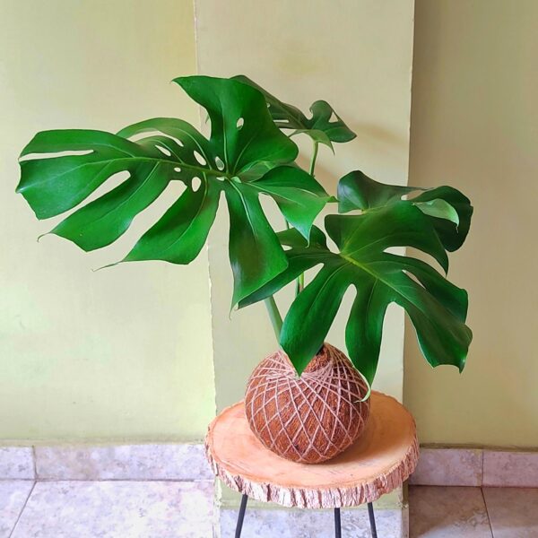 Monstera Deliciosa
